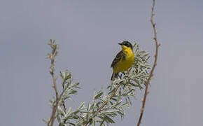 Western Yellow Wagtail