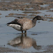 Brant Goose