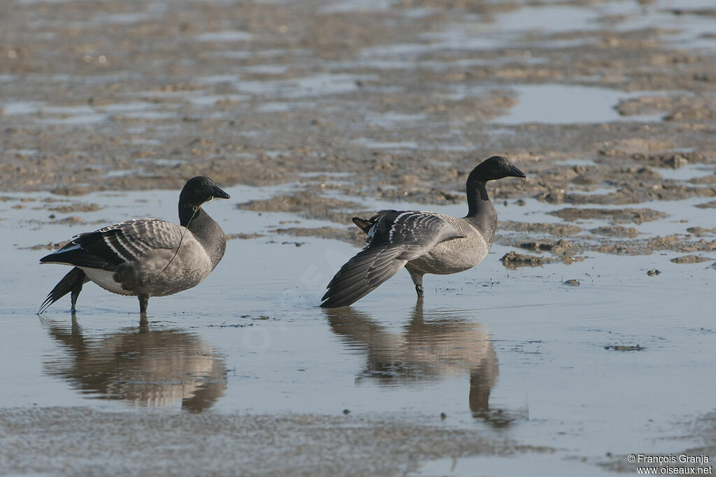 Brant Gooseadult