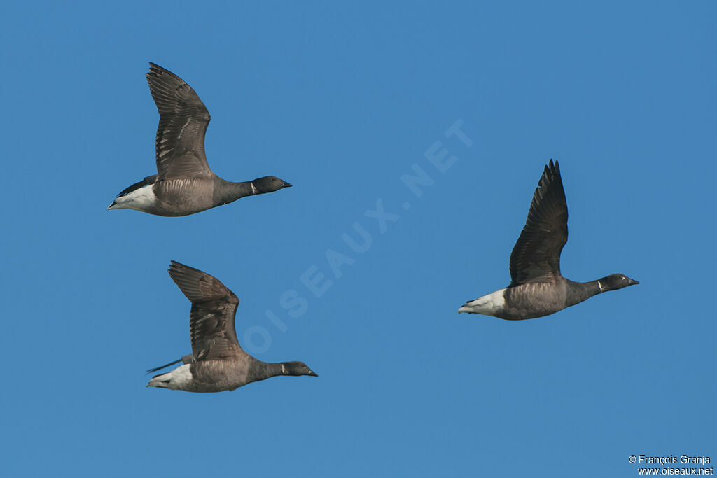 Brant Gooseadult, Flight