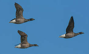 Brant Goose