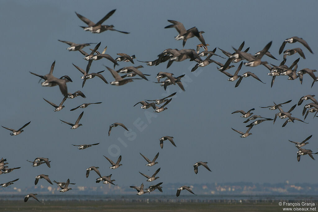 Brant Gooseadult