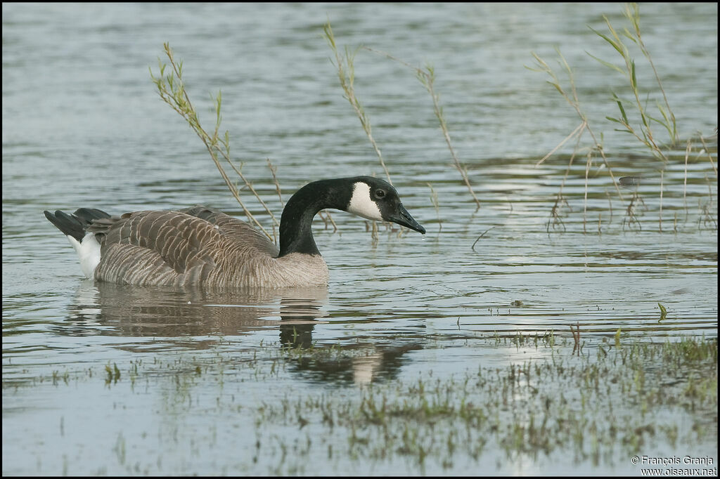 Canada Gooseadult