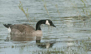 Canada Goose