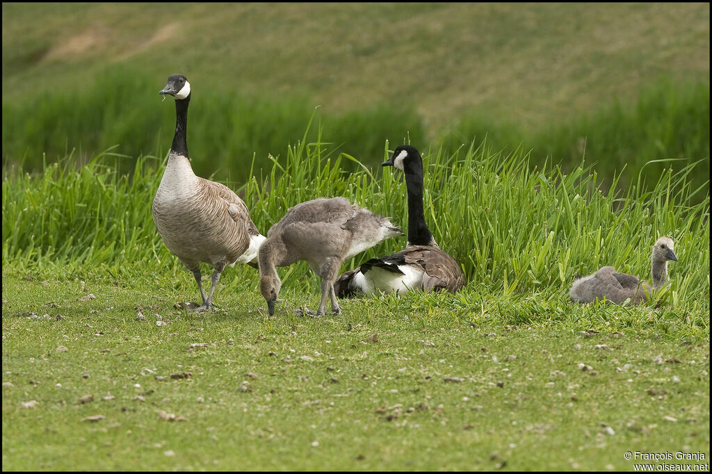 Canada Goose adult