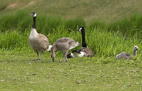 Canada Goose