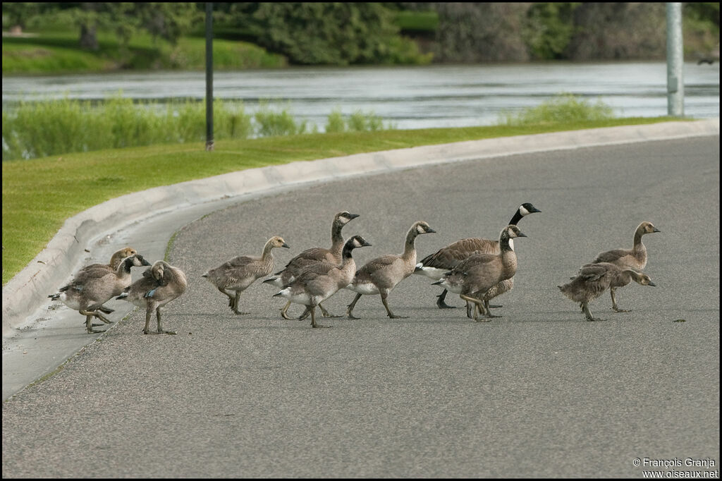 Canada Goosejuvenile