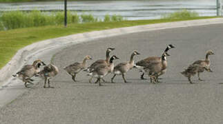 Canada Goose