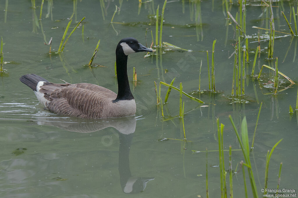 Canada Goose