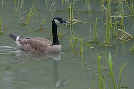 Canada Goose