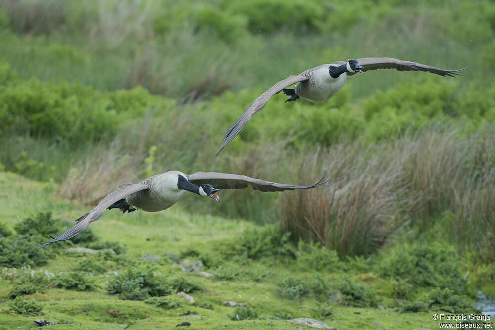 Canada Gooseadult