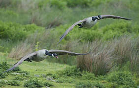 Canada Goose