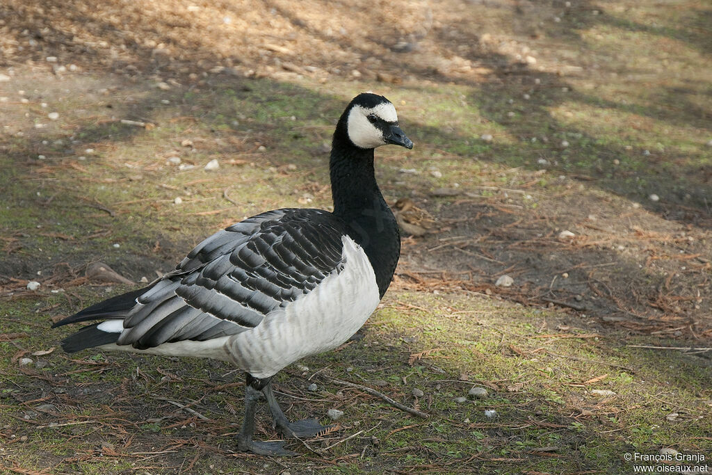 Barnacle Gooseadult