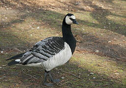 Barnacle Goose