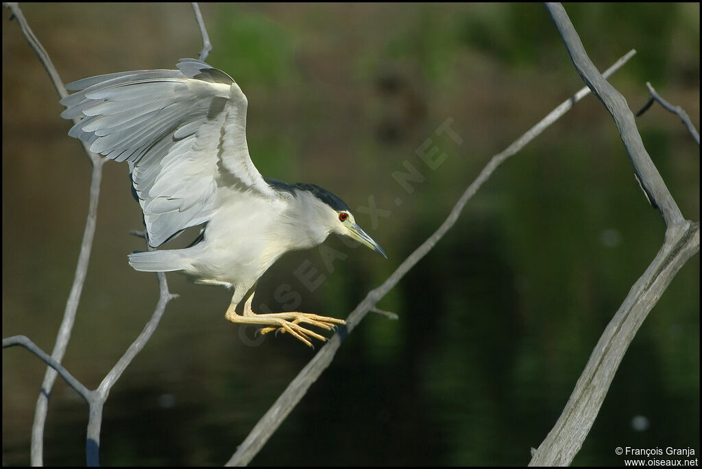 Black-crowned Night Heron male adult