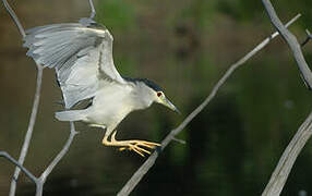 Black-crowned Night Heron