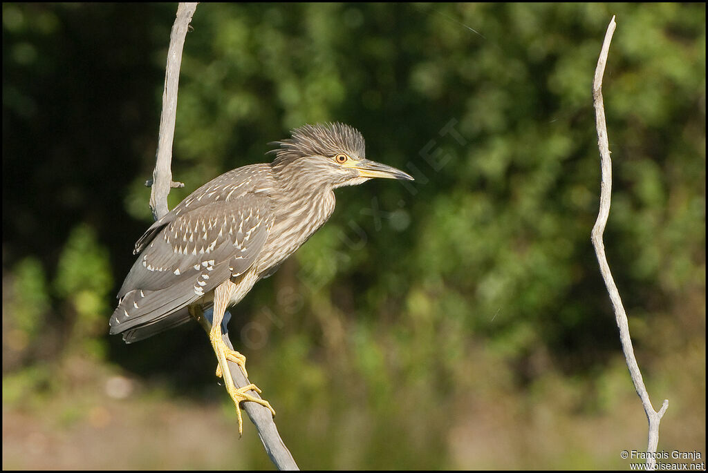 Black-crowned Night Heronjuvenile