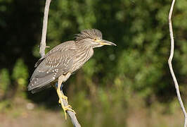 Black-crowned Night Heron