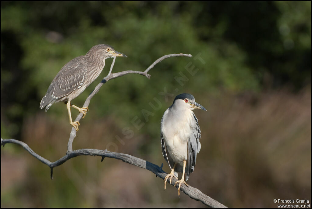 Black-crowned Night Heron