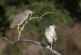 Black-crowned Night Heron