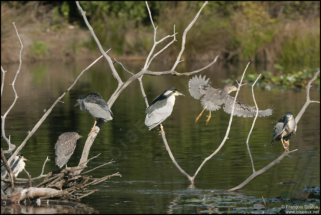 Black-crowned Night Heron