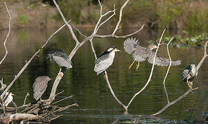 Black-crowned Night Heron