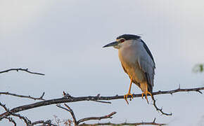 Black-crowned Night Heron