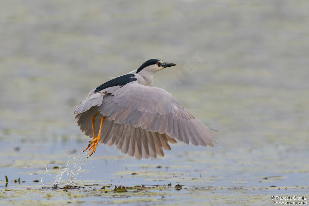 Black-crowned Night Heron