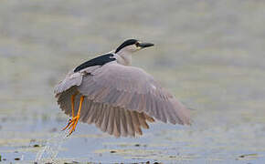 Black-crowned Night Heron