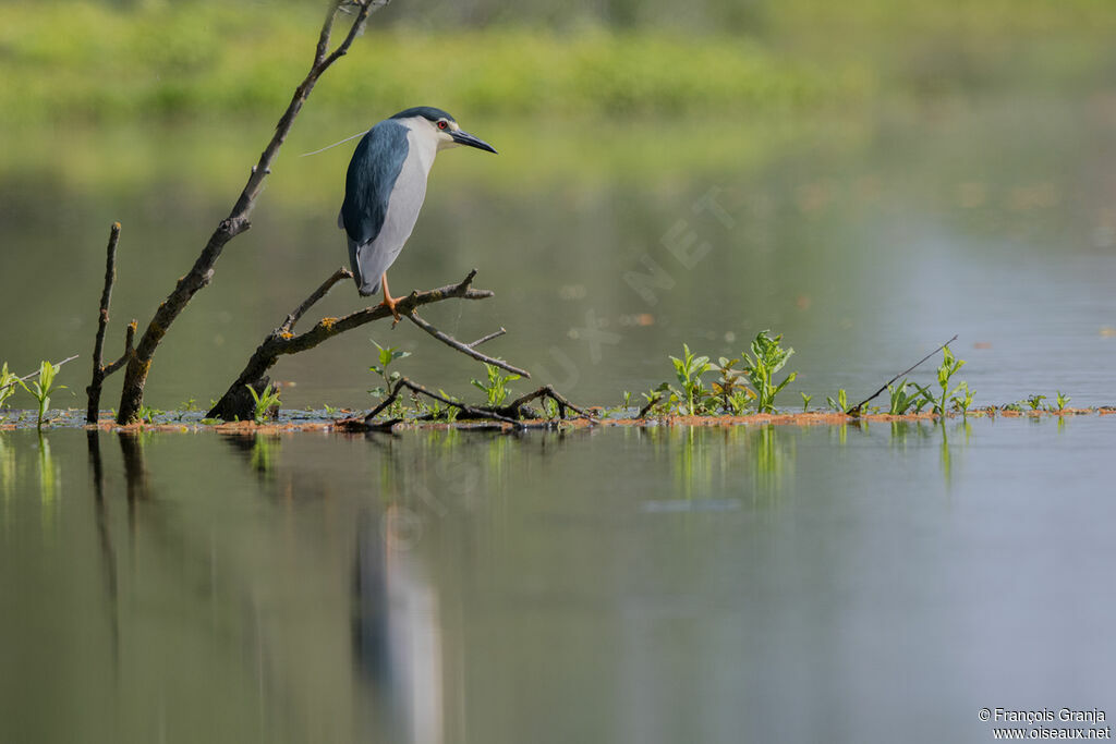 Black-crowned Night Heron