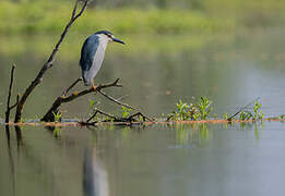 Black-crowned Night Heron