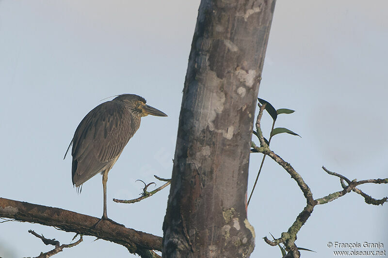 Yellow-crowned Night Heronjuvenile