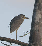 Yellow-crowned Night Heron