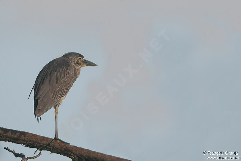 Yellow-crowned Night Heronjuvenile