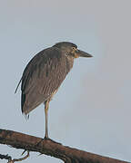 Yellow-crowned Night Heron