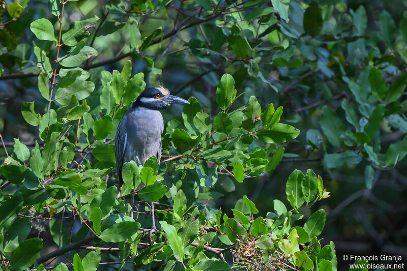 Yellow-crowned Night Heron male adult