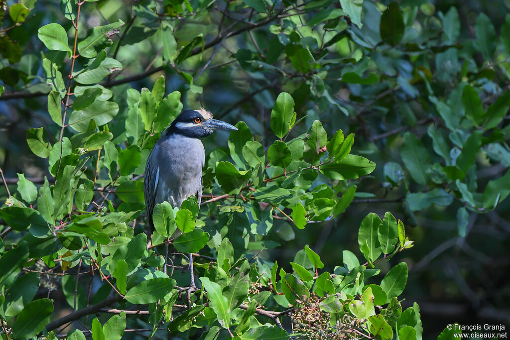 Yellow-crowned Night Heron male adult