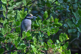 Yellow-crowned Night Heron