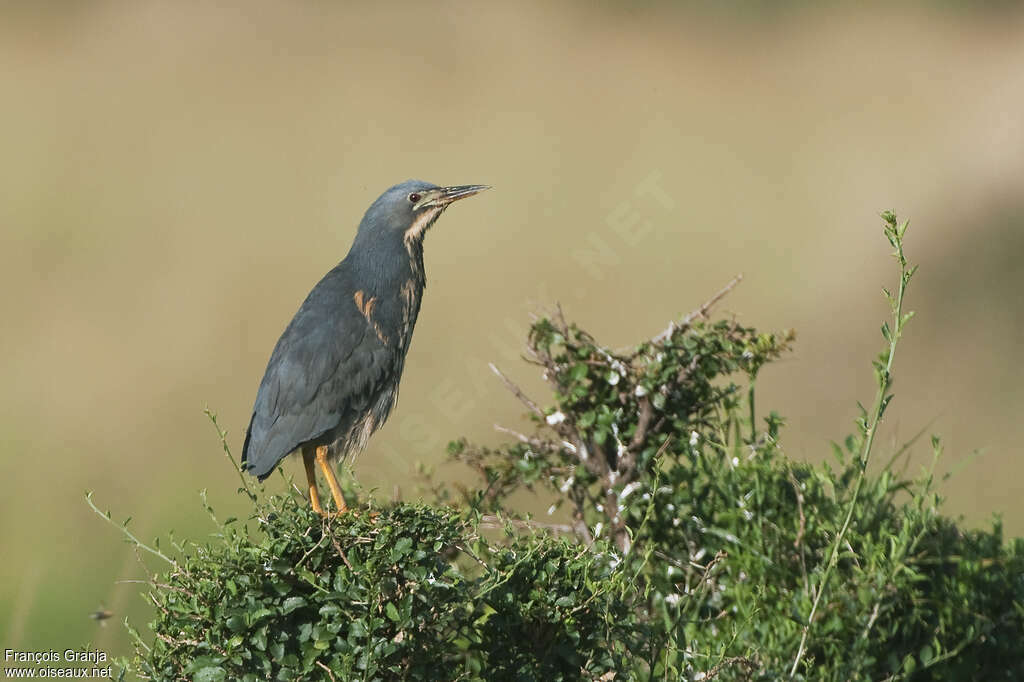 Dwarf Bitternadult, identification