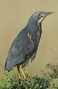 Dwarf Bittern