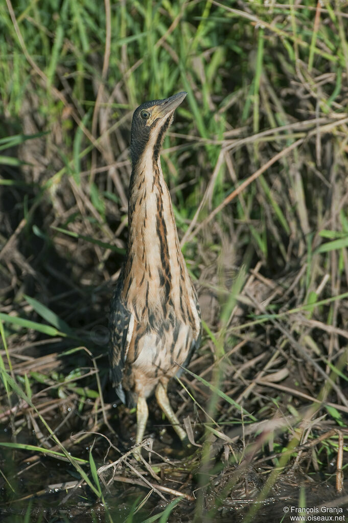 Dwarf Bittern