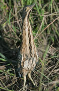 Dwarf Bittern