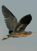 Dwarf Bittern