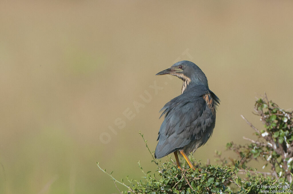 Dwarf Bittern