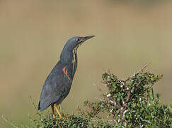 Dwarf Bittern