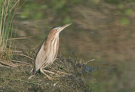 Little Bittern