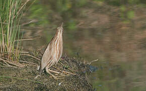 Little Bittern