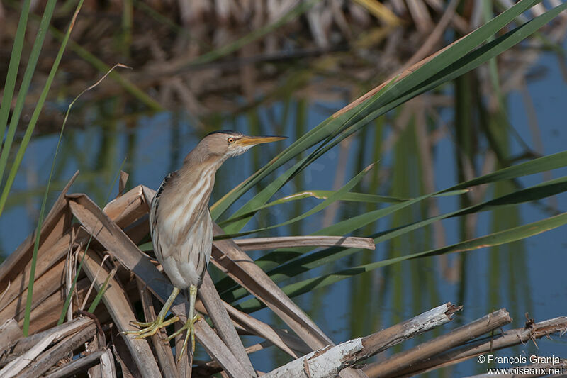 Little Bittern