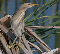 Little Bittern