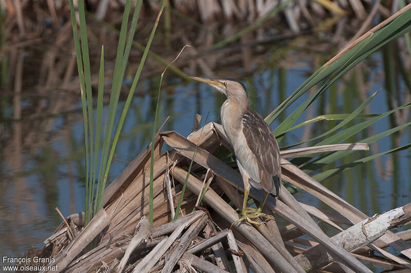 Blongios nain femelle adulte, identification